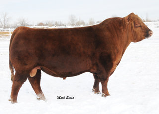 Red Cow Herd
