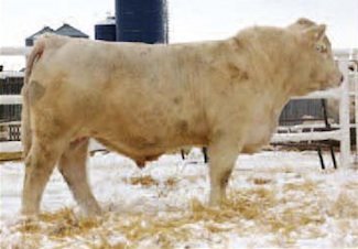 Tan Cow Herd