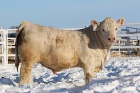 Tan Cow Herd