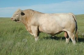 Tan Cow Herd